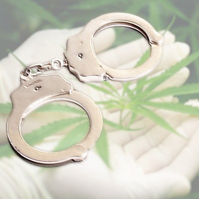 Gloved hands holding a marijuana plant with handcuffs in the foreground